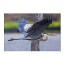 Great Blue Heron Flight Wildlife Bird Photography