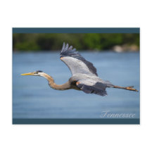 Great Blue Heron flying at the Tennessee river