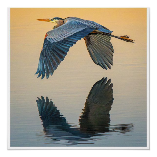 Great Blue Heron Flying Over Calm Water Poster (Front)