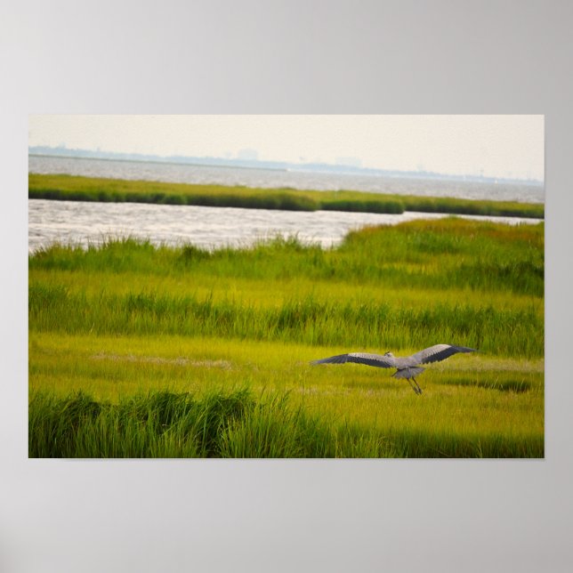 Great Blue Heron Flying Poster (Front)