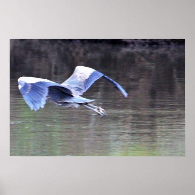 Great Blue Heron Flying Poster (Front)
