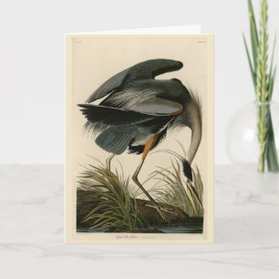 Great Blue Heron from Audubon's Birds of America Card