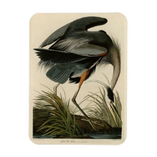 Great Blue Heron from Audubon's Birds of America Magnet