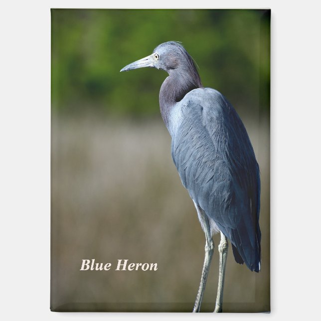 Great Blue Heron Holiday  Magnet (Front)