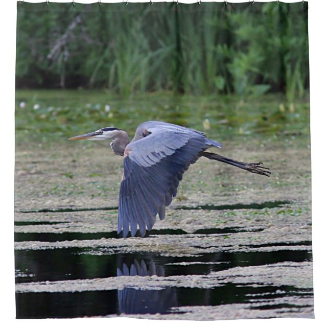 Great blue heron in flight (Front)