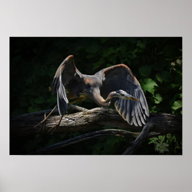 Great Blue Heron in Flight Poster (Front)