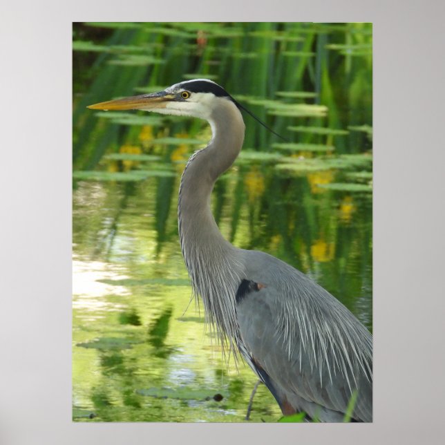 Great Blue Heron In pond Poster (Front)