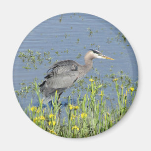 Great Blue Heron in River. Magnet