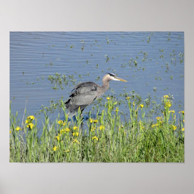 Great Blue Heron in River. Poster (Front)