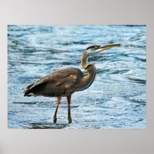 Great Blue Heron in the Blue Water Poster