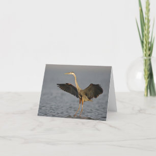 Great Blue Heron Landing Note Card