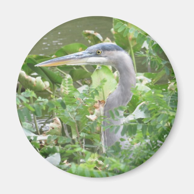 Great Blue Heron magnet (Front)