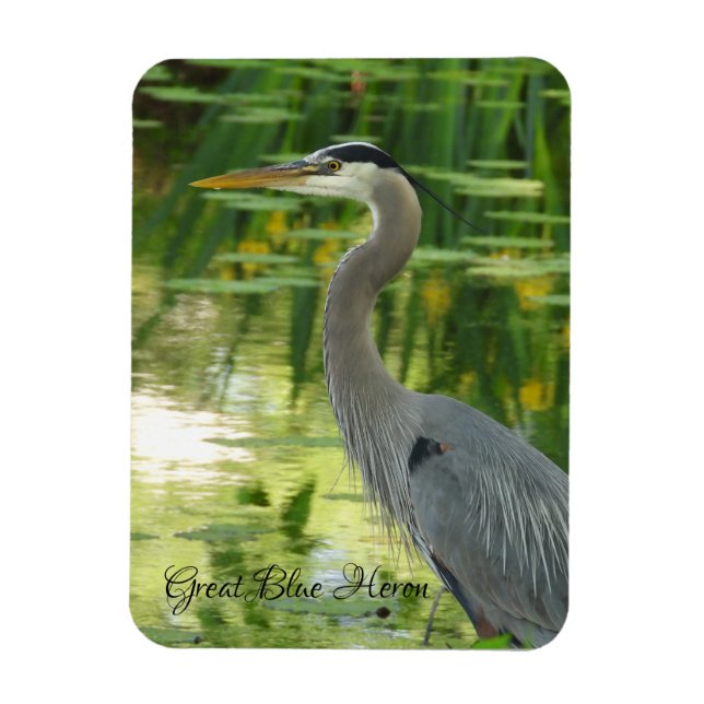 Great Blue Heron  Magnet (Vertical)