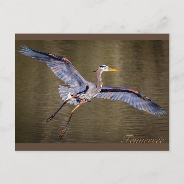 Great Blue Heron making a landing. Postcard (Front)