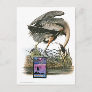 Great Blue Heron maximum card Audubon