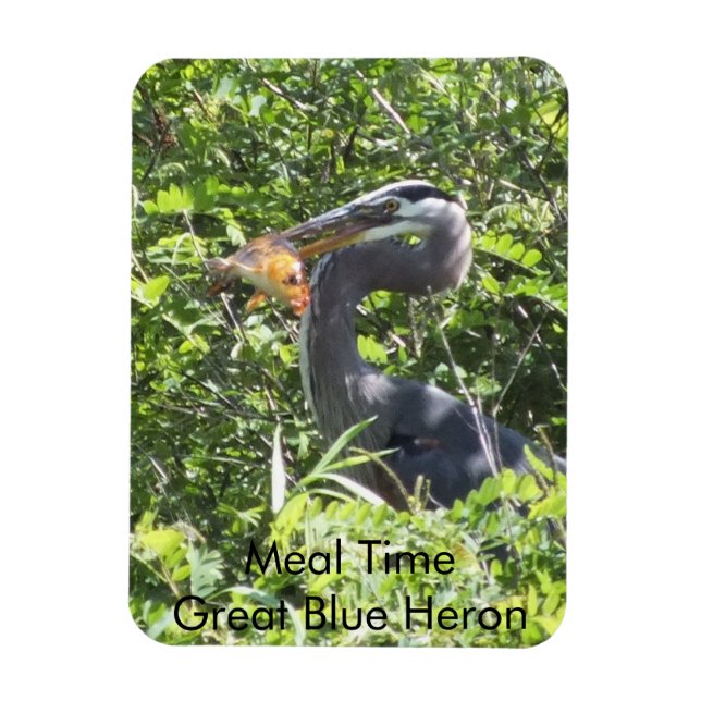 Great Blue Heron, Meal Time Magnet (Vertical)