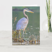 Great Blue Heron Nature Wildlife Birthday