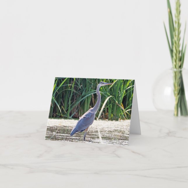 Great Blue Heron Note Card (Front)