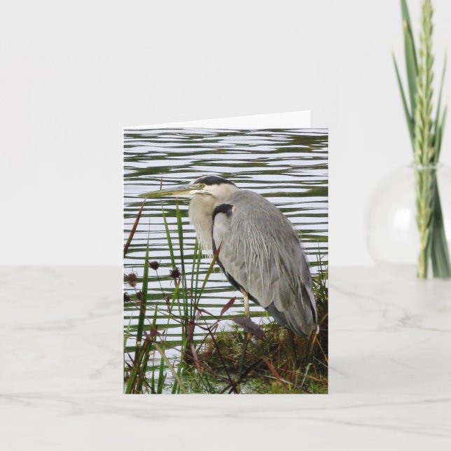 Great Blue Heron Note Card (Front)