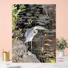 Great Blue Heron on Pond