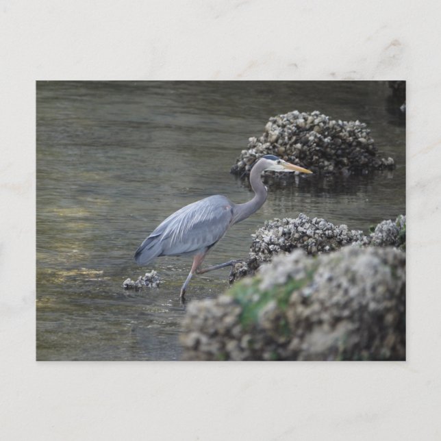 Great Blue Heron on the move Postcard (Front)