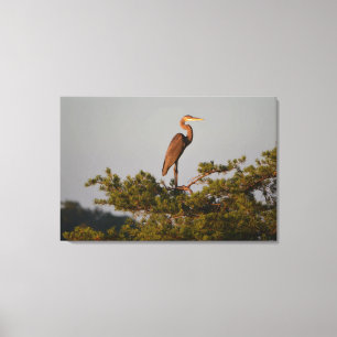 Great Blue Heron On Tree Top Canvas Print