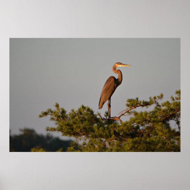 Great Blue Heron On Tree Top Poster (Front)