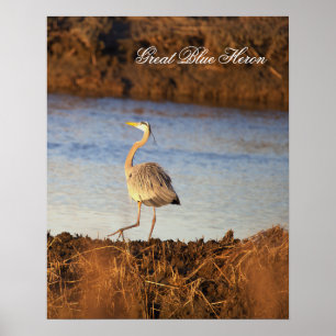 Great Blue Heron Photo Poster