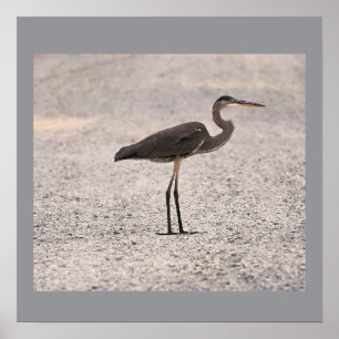 Great Blue Heron Photo Poster