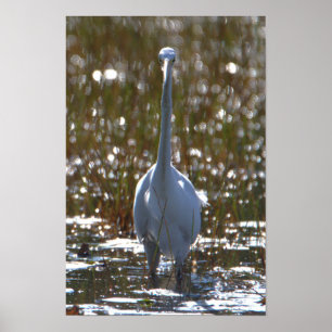 Great Blue Heron Photo Poster