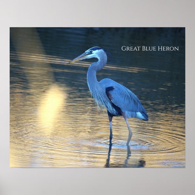 Great Blue Heron Photo Poster (Front)