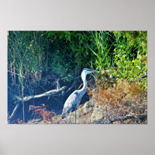 Great Blue Heron Photo Poster