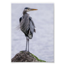 Great Blue Heron Photo Print