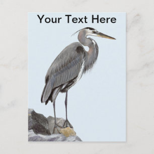 Great Blue Heron Postcard