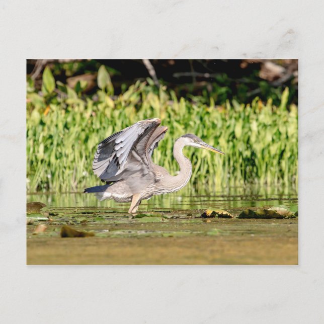Great Blue Heron Postcard (Front)