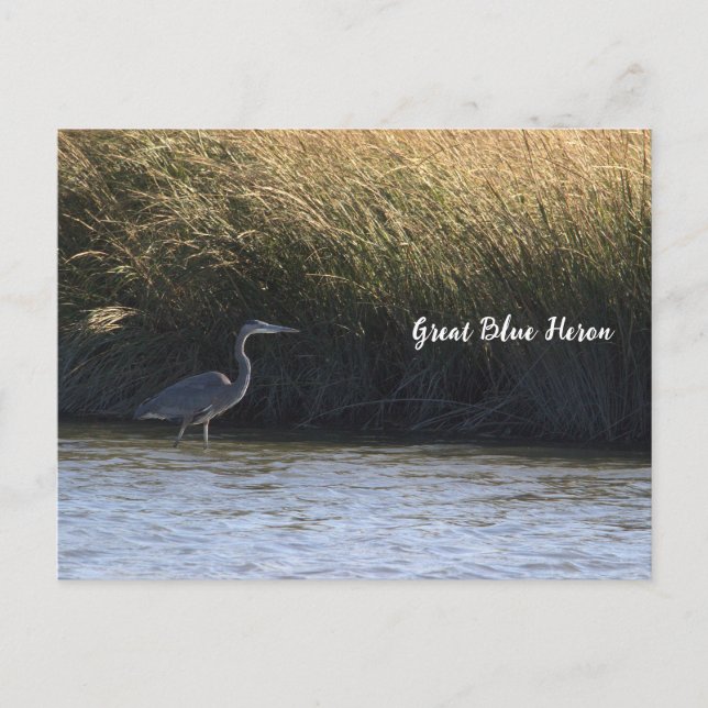 Great Blue Heron Postcard (Front)