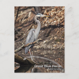 Great Blue Heron Postcard