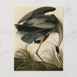Great Blue Heron Postcard
