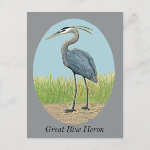 Great Blue Heron Postcard
