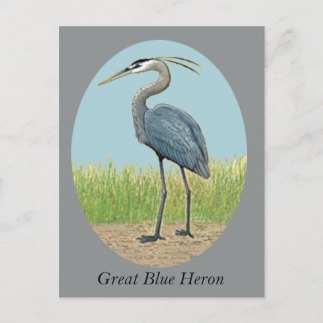 Great Blue Heron Postcard (Front)