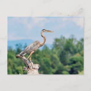 Great Blue Heron Postcard