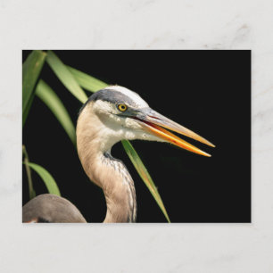 Great Blue Heron Postcard