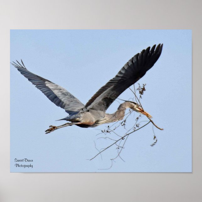 Great Blue Heron Poster (Front)