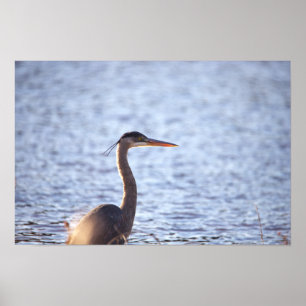 Great Blue Heron Poster