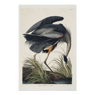 Great blue Heron Poster