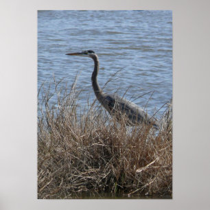 Great blue Heron Poster