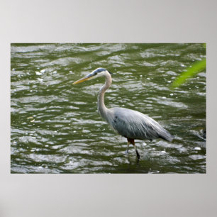 Great Blue Heron Poster