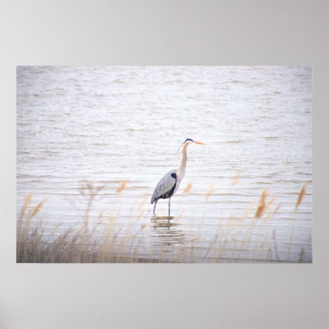 Great Blue Heron Poster (Front)