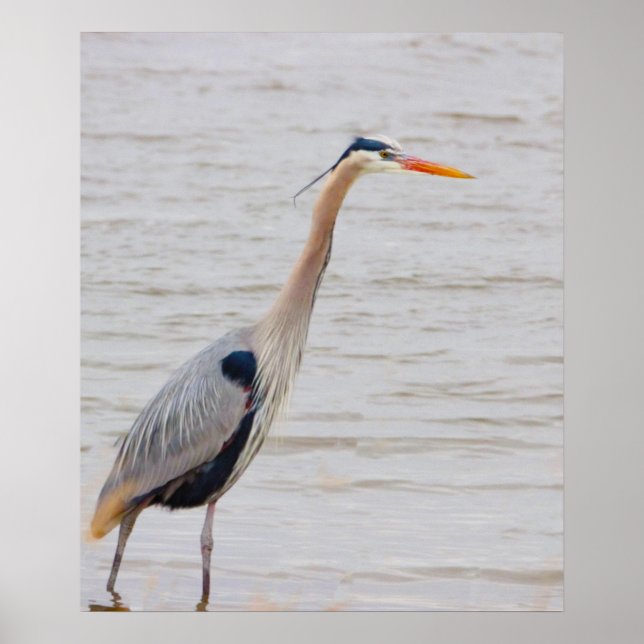 Great Blue Heron Poster (Front)