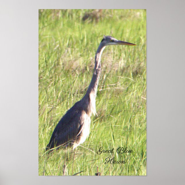 Great Blue Heron Poster (Front)